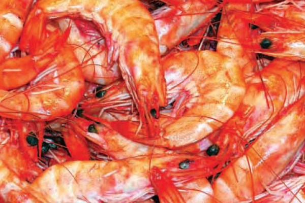 A close-up photograph of a pile of cooked shrimp, featuring their red-orange shells and translucent flesh. The image is tightly cropped, showing a jumble of the seafood.