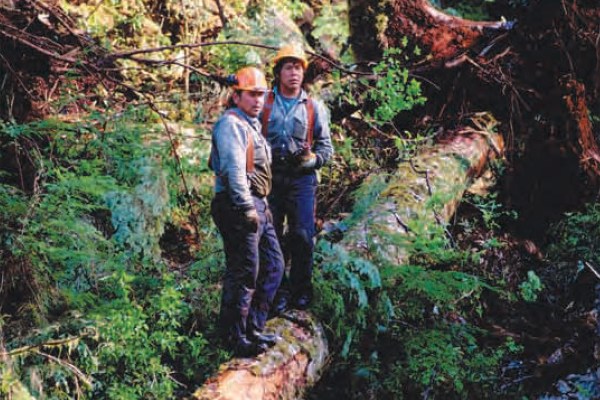 Two people wearing hard hats and work clothes stand on a large, fallen log in a dense forest. The scene is filled with lush greenery, and other logs and trees are visible in the background.