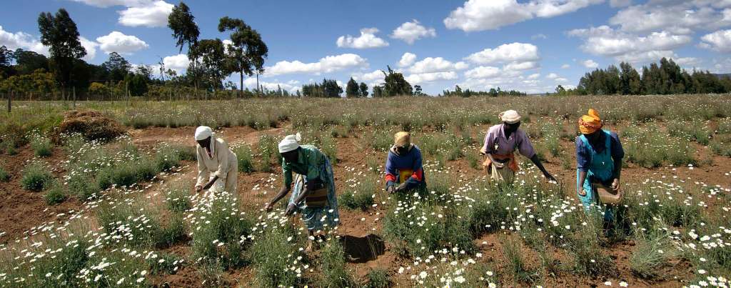 Five Kenyan women harvest Pyrethrum flowers in a green field beneath a clear blue sky. The women all wear dresses and headwraps.