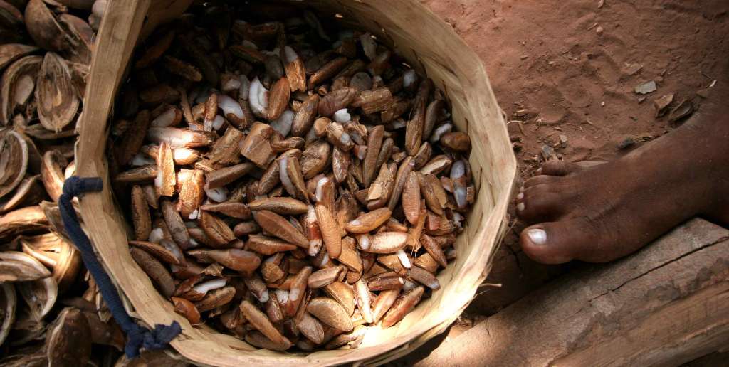 A basket of shelled Babassu nuts.