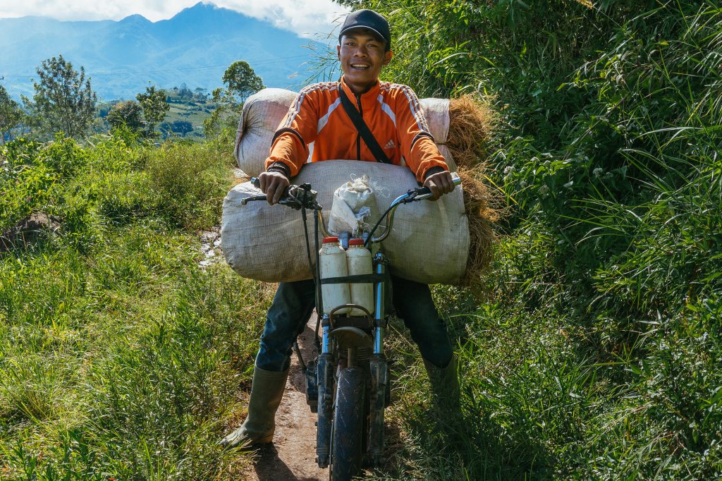 A young man drives a moped carrying large quantities of vetiver on a narrow Indonesian dirt road surrounded by tall grass and green trees.