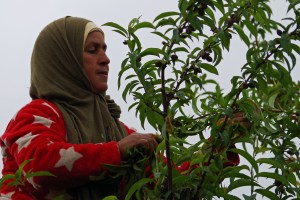 A woman wearing a green hijab and a red and white star-patterned jacket is focused on picking fruit or leaves from a leafy green bush, with a muted sky in the background.