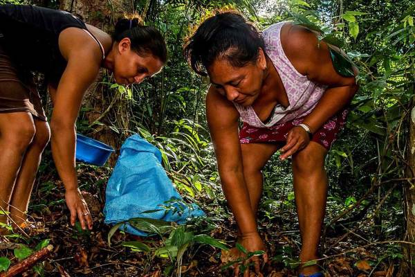  Two women in a Guatemalan jungle collect tree nuts from the ground. They use brightly colored containers to gather the nuts and are wear skirts, tank tops, and flip flops.