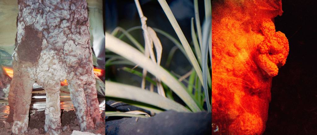 A triptych of images zoomed in to soil, grass, and orange fungus.