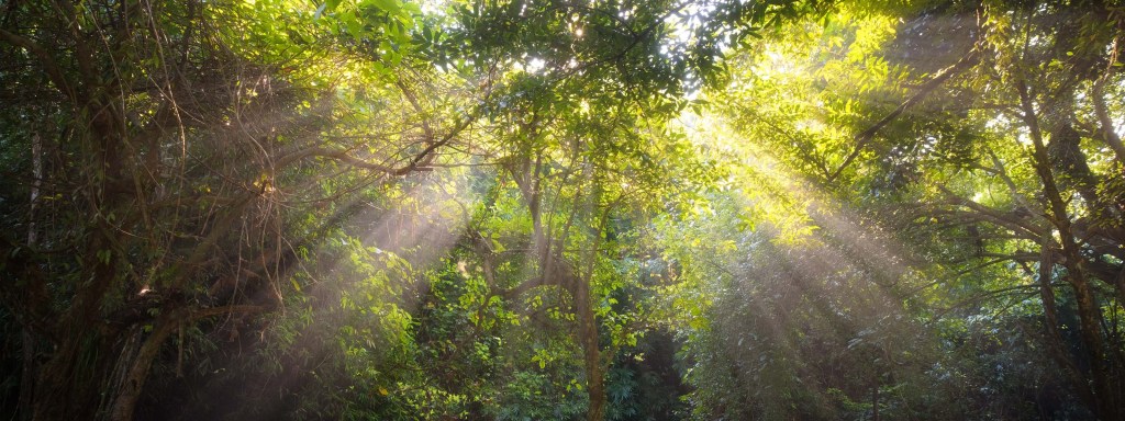 Sun streaks through the lush treetop foliage of a tropical rainforest.