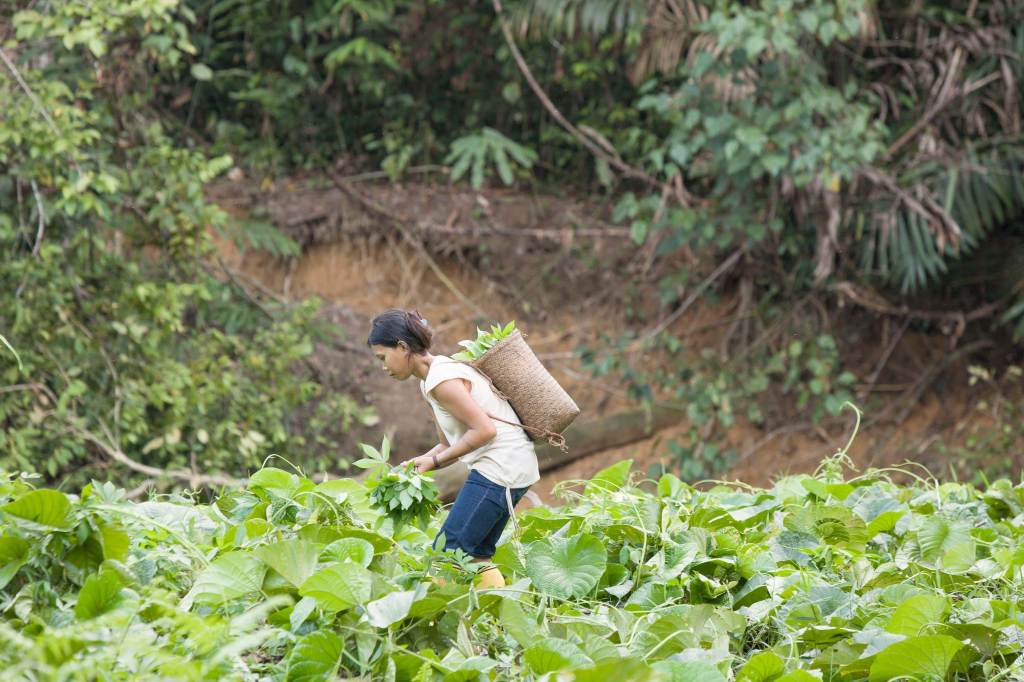 A woman wearing a woven basket on her back stands in a lush field gathering leaves.