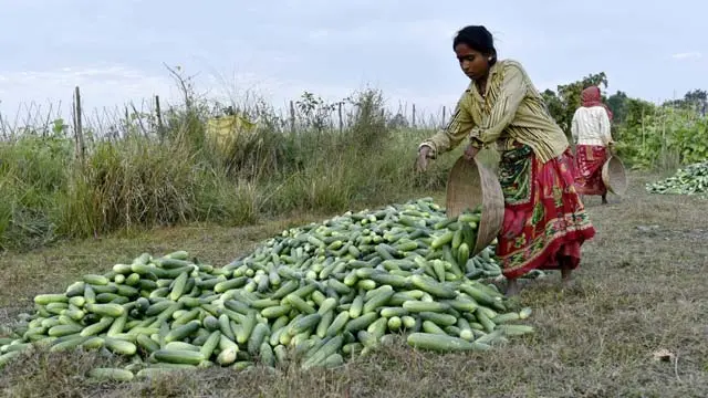 Woman wearing an olive green shirt and red skirt carrying harvested fresh cucumber in a farm to sell in the market in Barpeta, Assam, India.