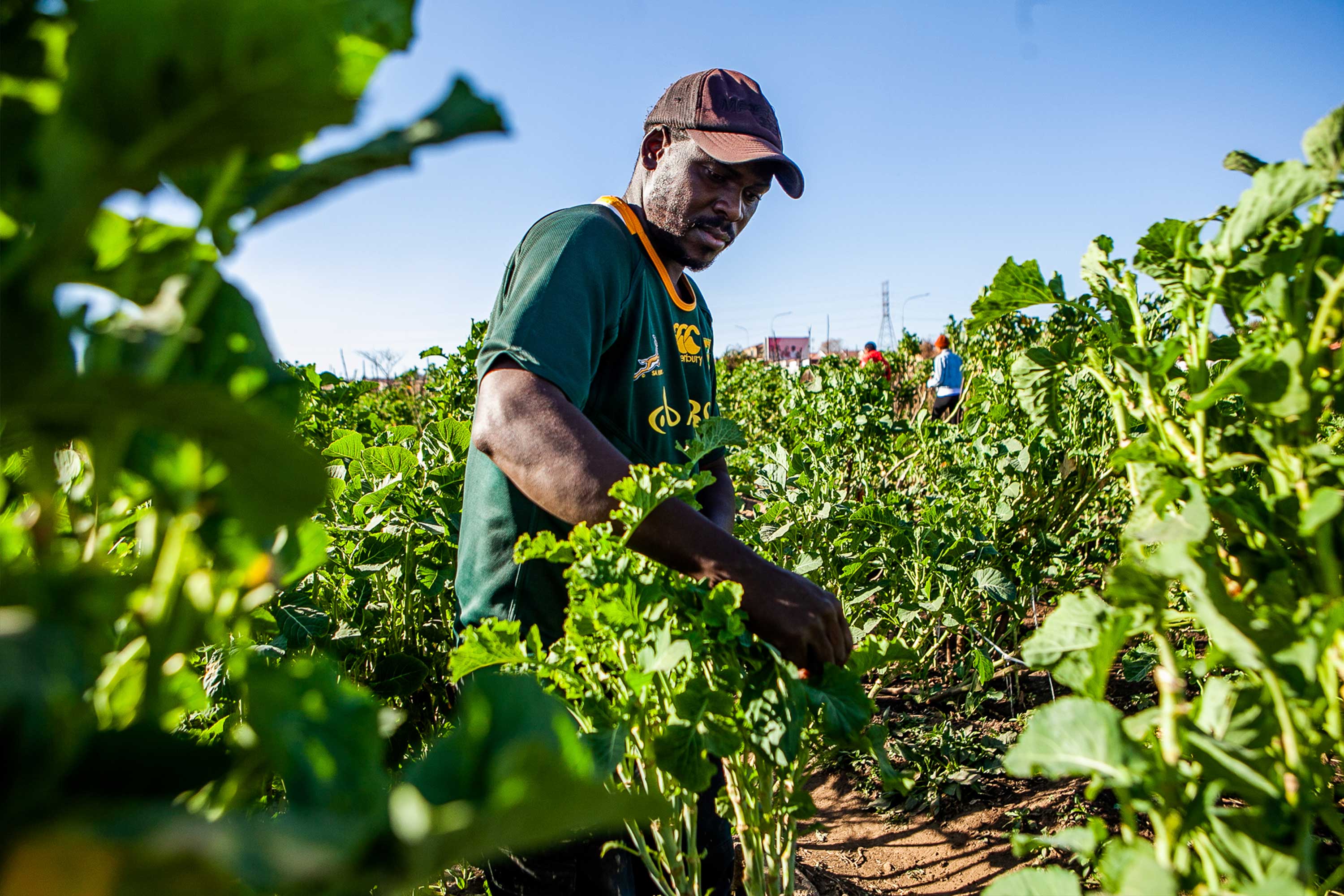 Black farmer wearing a brown cap and dark green t-shirt picking from a crop of bright green leaves. 