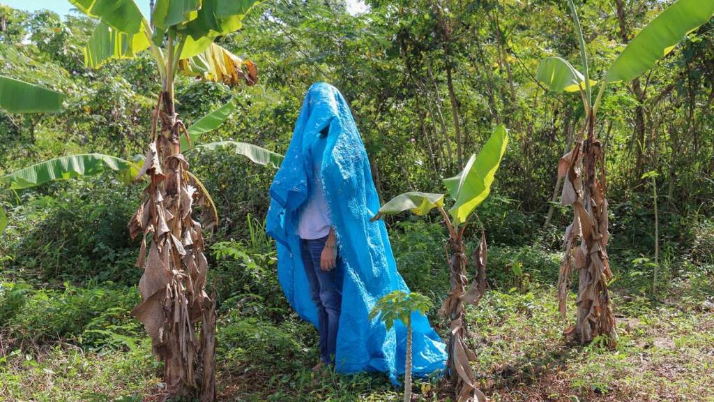 A person is standing in a jungle surrounded by palm trees with a blue plastic tarp over their head.