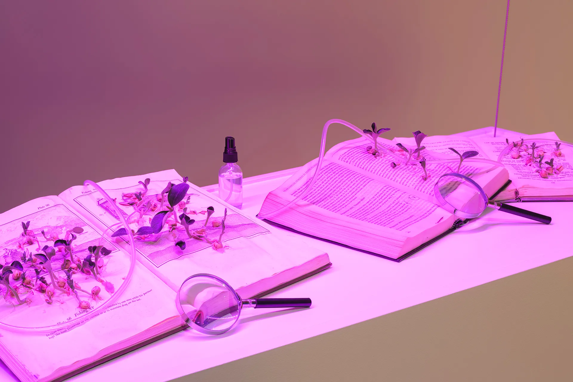 Open books laid out on a narrow platform. Each textbook has a plant growing from its pages and there are magnifying glasses laying against them. Overhead lighting gives the entire scene a purple hue.