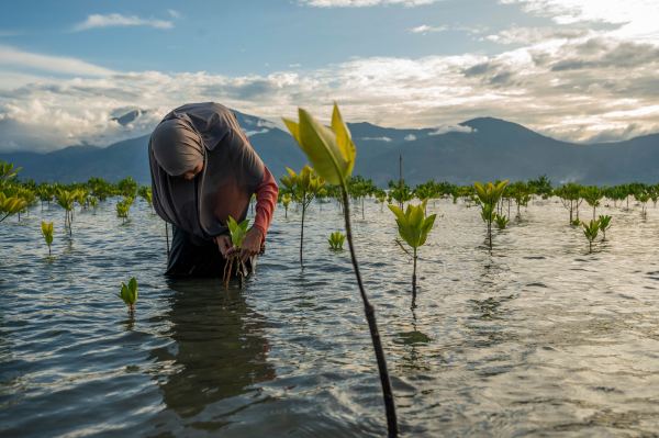 An environmental activist removes plastic waste stuck in mangrove plants