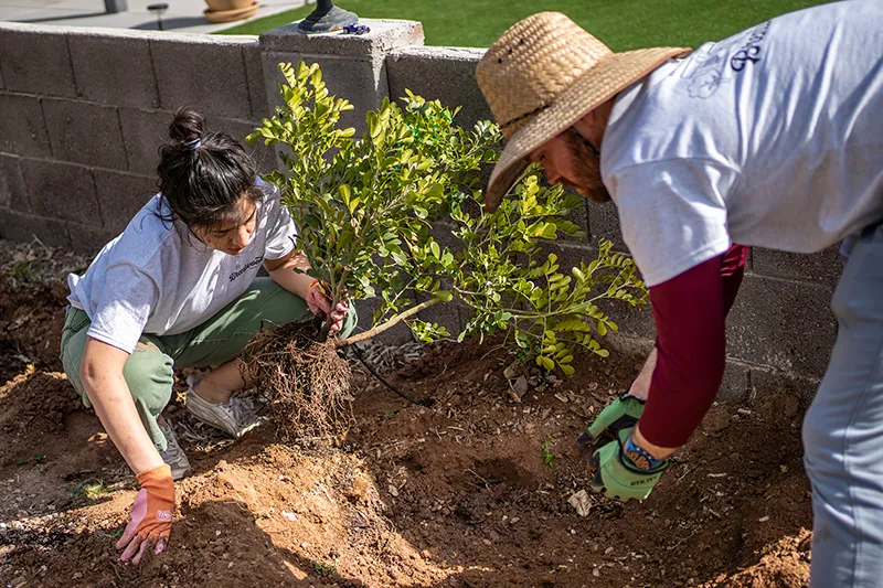 A person in a straw hat and green gloves digs into the dirt, while another person in orange gloves kneels nearby, holding the roots of a small leafy plant, preparing to plant it in the ground.