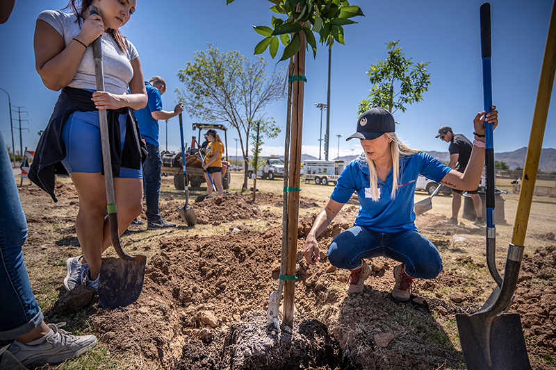 A group of people are planting trees in a sunny, arid outdoor area. Two individuals in the foreground hold shovels, and one on the right is crouching next to a newly planted tree with a black cap on their head.