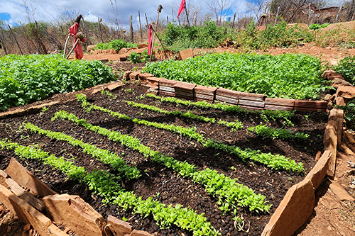 A small garden plot with several raised beds, showing orderly rows of green sprouts in the foreground and a larger section of leafy green plants behind them. A person and red flags are visible in the background.