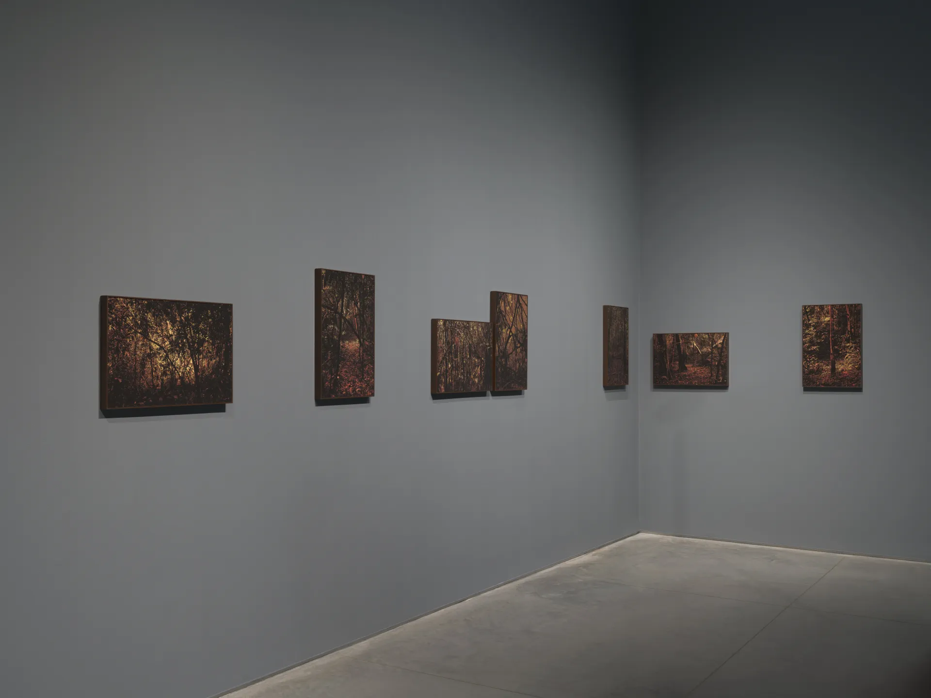 Seven framed photographs of the Brazilian Amazon rainforest mounted in a horizontal line along two adjoining gallery walls.