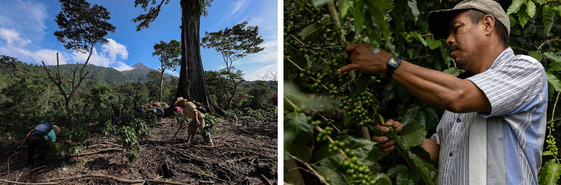 A split image showing agricultural workers in a forest clearing near a mountain and a close-up of a man in a striped shirt harvesting green coffee berries. These action-oriented, journalistic photos highlight the work of Indigenous communities and advocates protecting their land and resources.