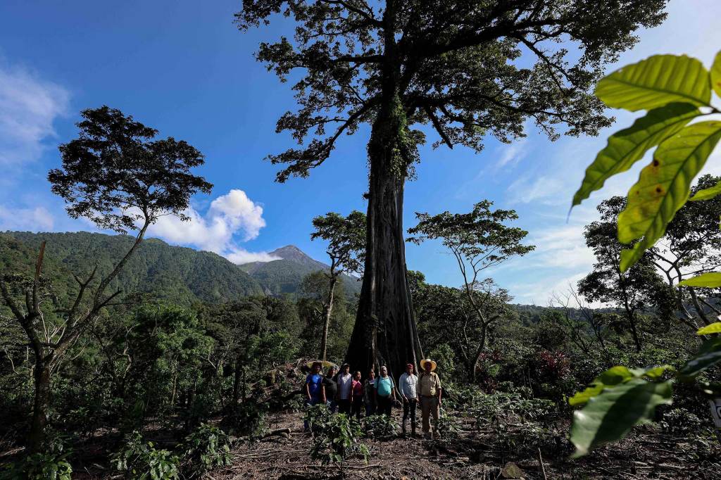 A group of seven Indigenous people stands in a forest clearing before a massive, towering tree. Lush green mountains rise in the background under a blue sky. This high-quality, action-oriented photo humanizes the work of forest guardians and Indigenous communities protecting their ancestral lands.