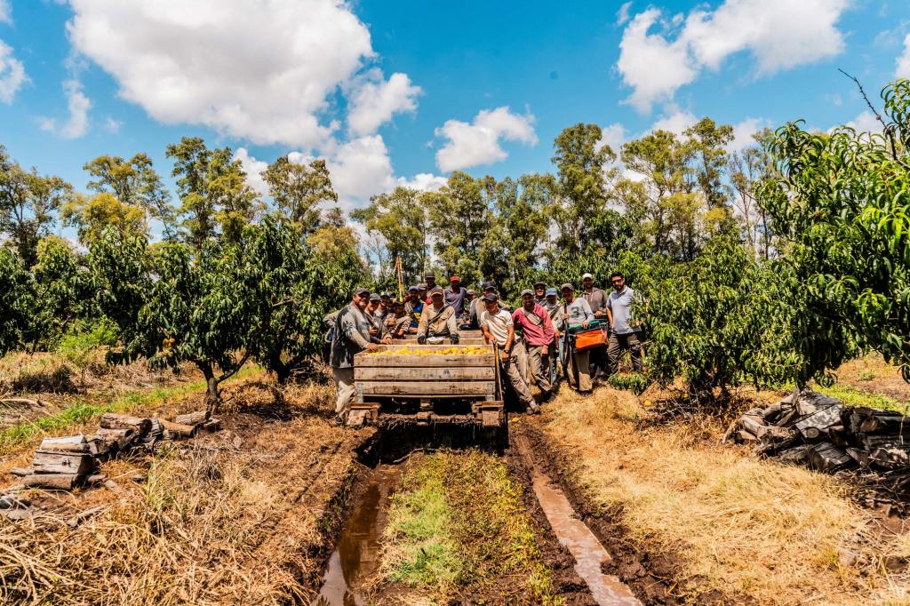 A group of agricultural workers stands together around a wooden trailer filled with harvested fruit in an orchard. They pose along a muddy farm track under a blue sky, illustrating economic governance and labor rights topics.
