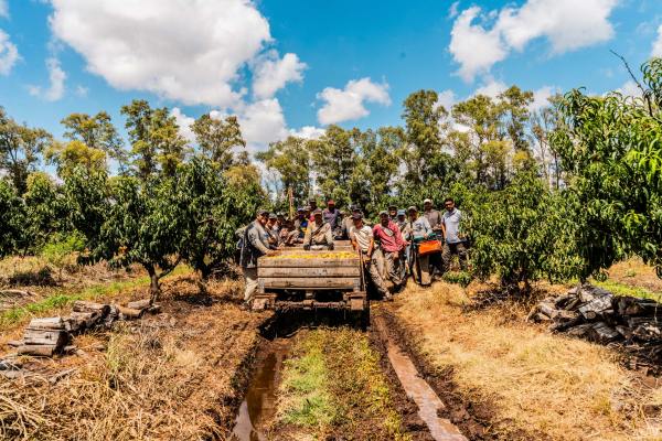 A group of agricultural workers stands together around a wooden trailer filled with harvested fruit in an orchard. They pose along a muddy farm track under a blue sky, illustrating economic governance and labor rights topics.