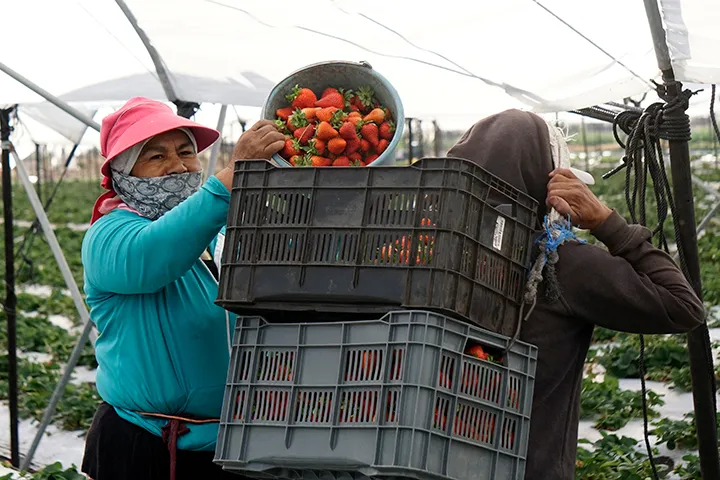 A female farm worker in protective headwear and a face covering empties a bucket of fresh strawberries into plastic crates carried by a coworker in a greenhouse field, demonstrating essential agricultural labor and immigrant talent in food production.