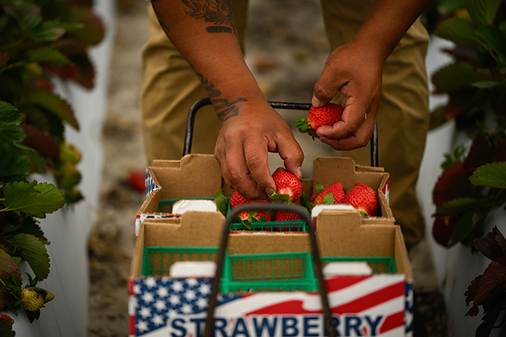 A close-up shot of an agricultural worker's tattooed hands carefully placing freshly harvested red strawberries into a cardboard crate decorated with an American flag pattern, illustrating essential farm labor and immigrant talent powering the agriculture industry.
